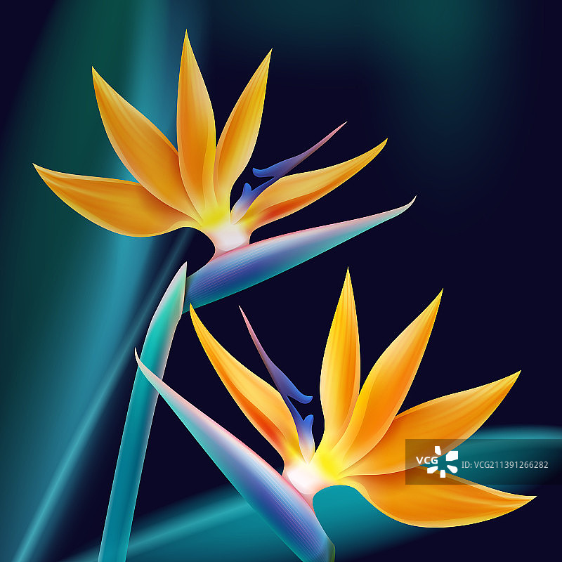 天堂鸟花图片素材