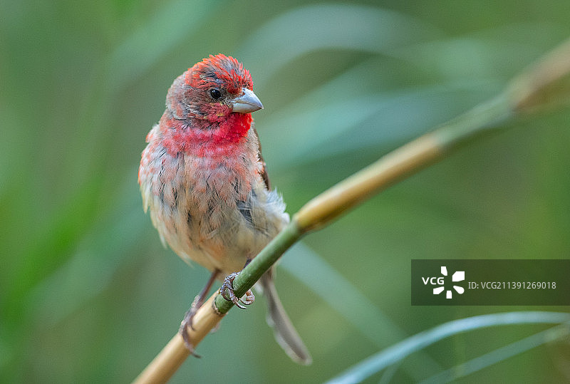 《朱雀》图片素材