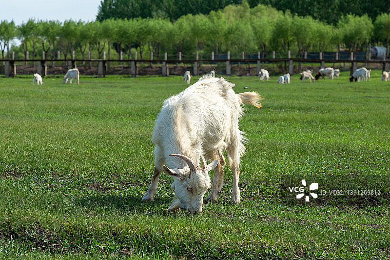 草地上的一只白色山羊图片素材