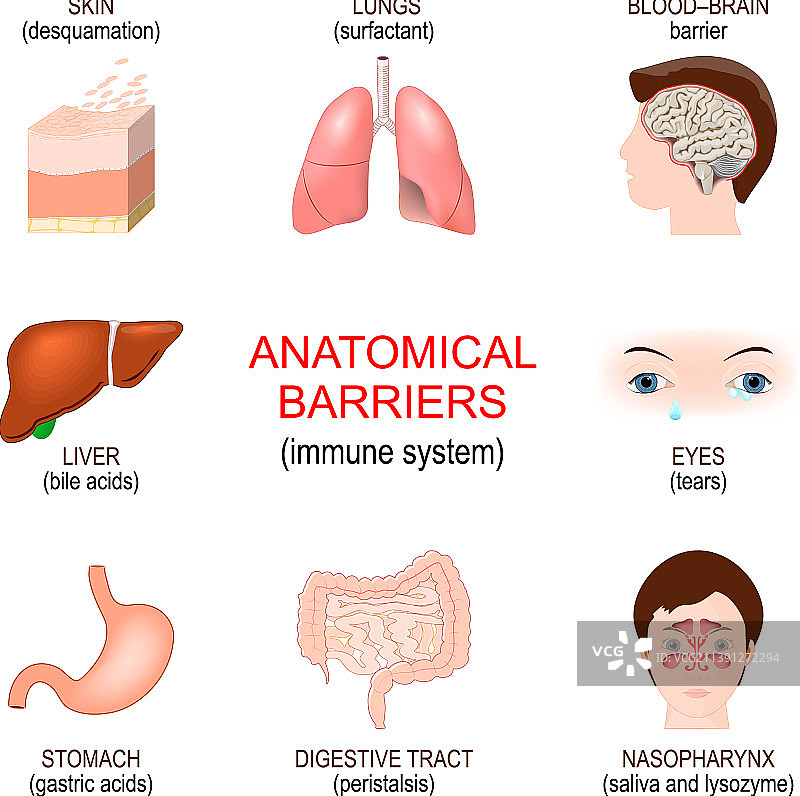 人体解剖学屏障与先天免疫系统图片素材