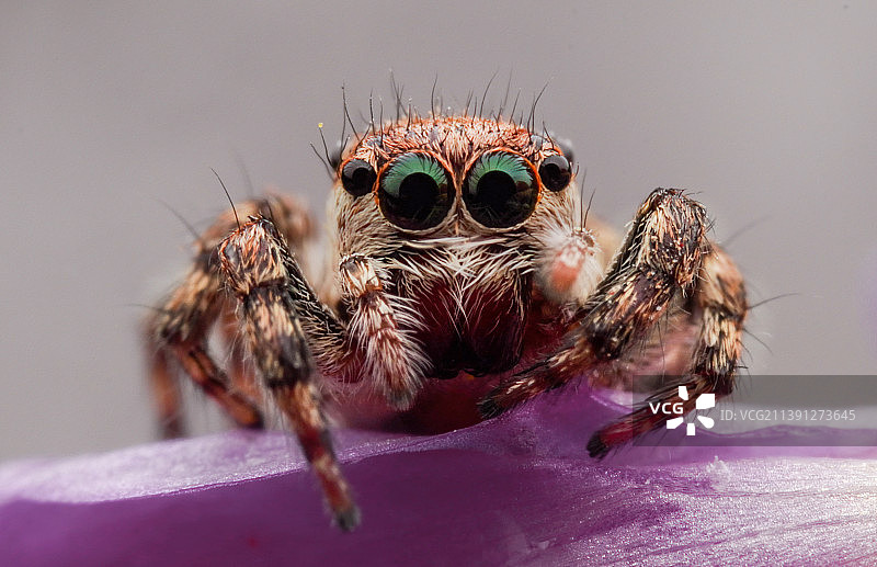 小萌跳图片素材