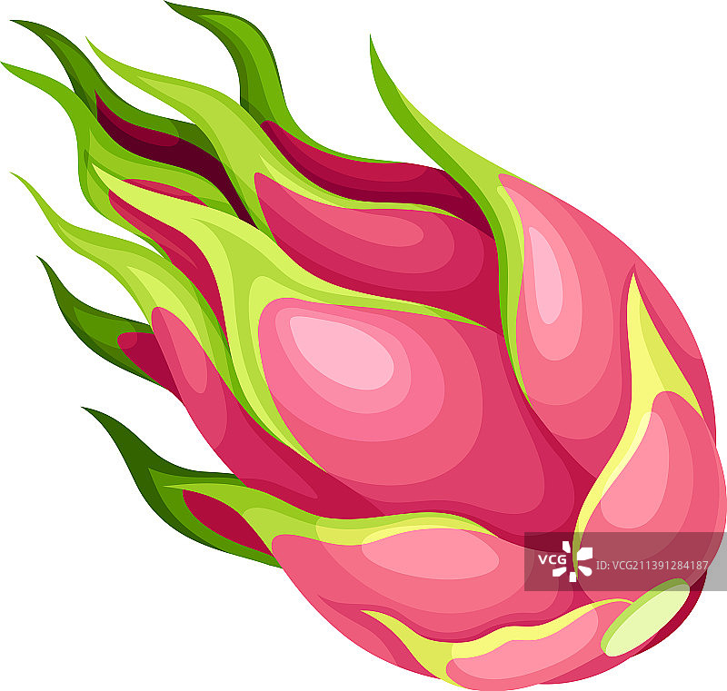 仙人掌品种的完整火龙果图片素材