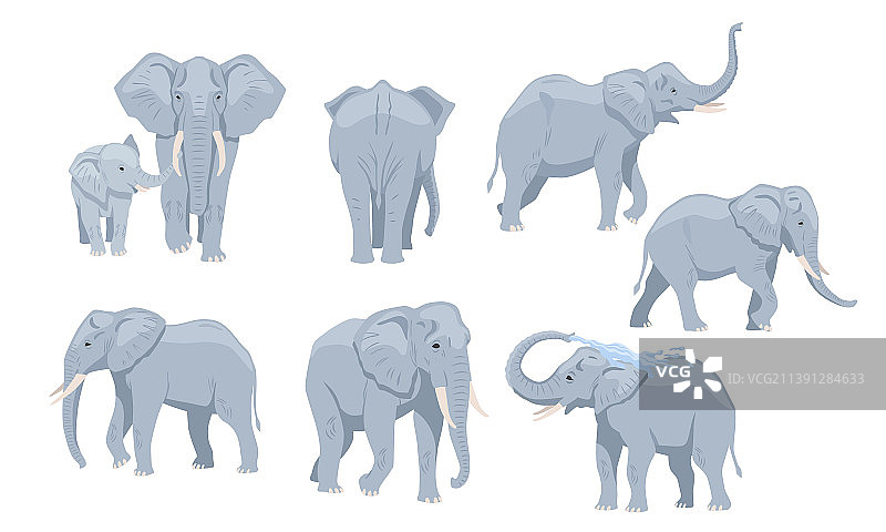 灰色非洲象群图片素材