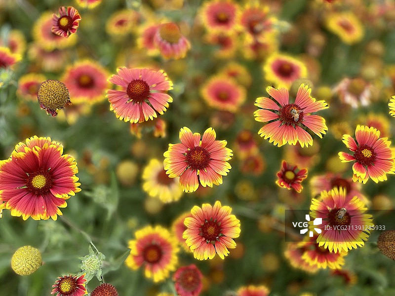 松果菊图片素材