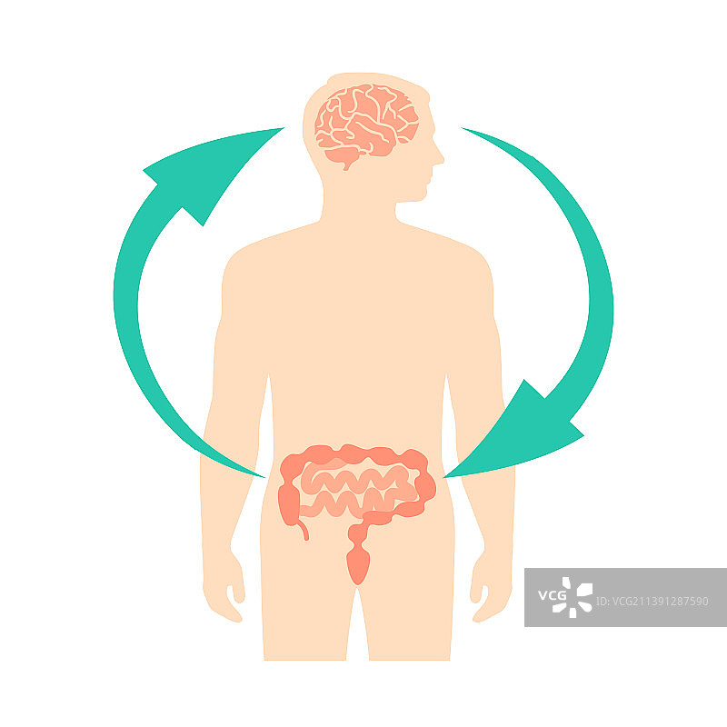 人脑与肠道的联系：第二大脑图片素材