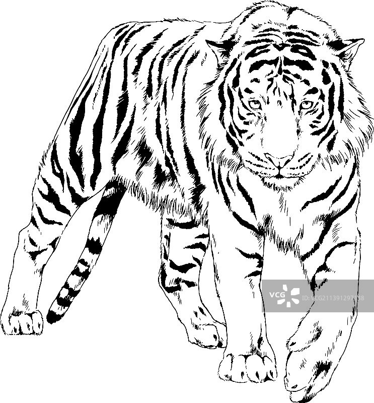 手绘水墨老虎图片素材