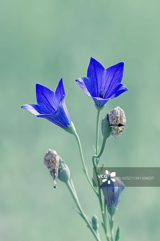 桔梗花图片素材