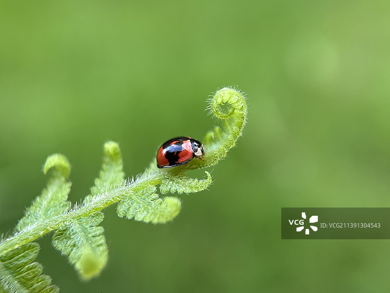 綠叶情图片素材
