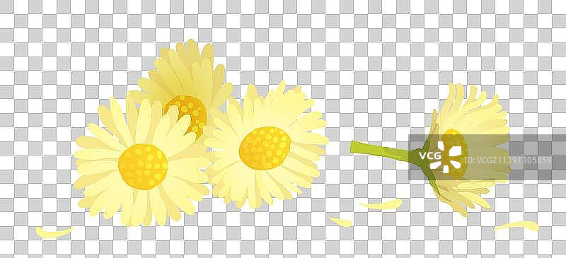 几朵秋菊图片素材