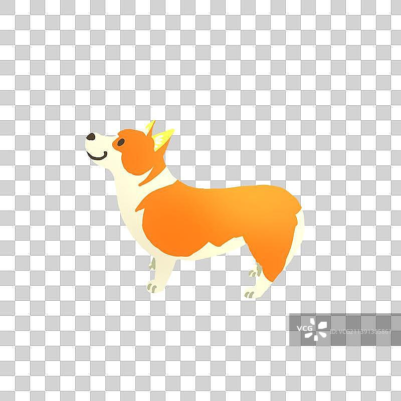 朝上看的站立的柯基图片素材