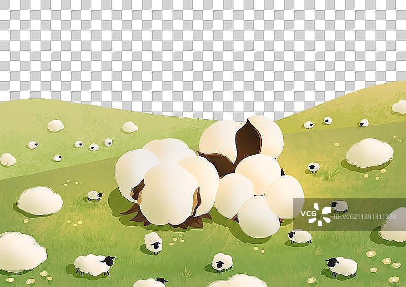 二十四节气寒露棉花田野绵羊风景图片素材