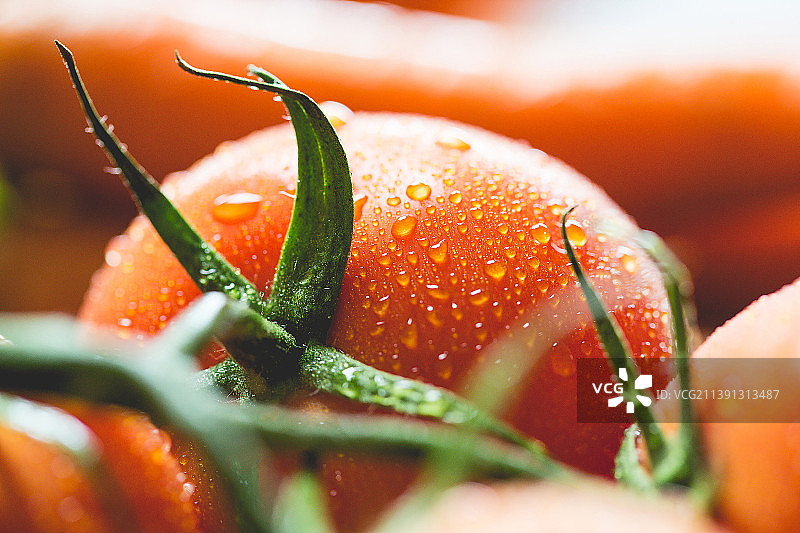 番茄西红柿图片素材