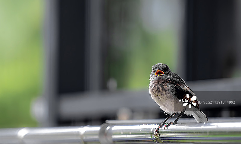 落在阳台上的小鸟图片素材