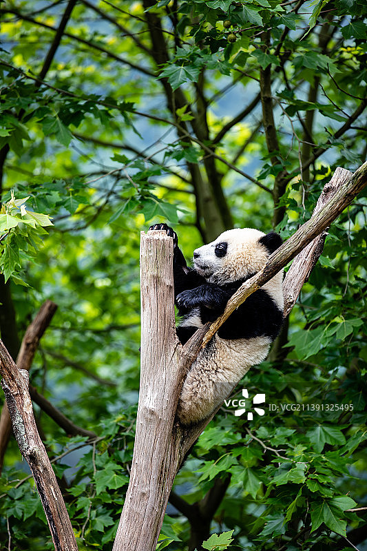 四川卧龙国宝大熊猫图片素材