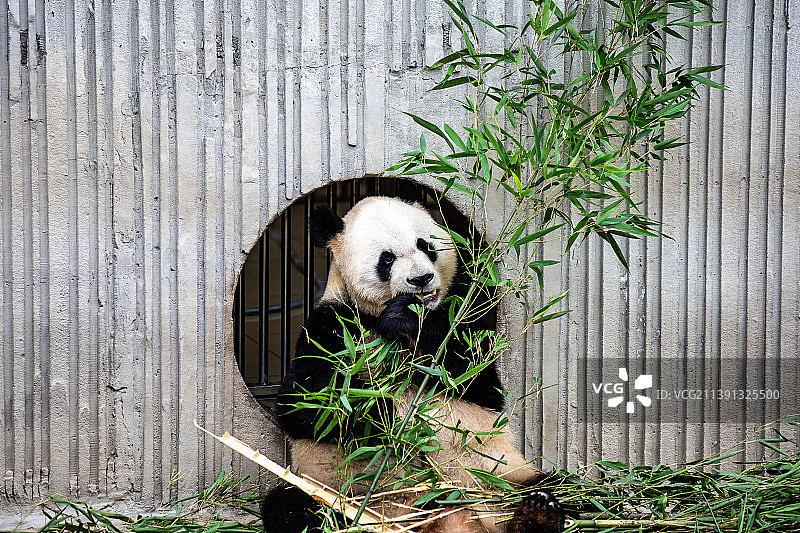 四川卧龙国宝大熊猫图片素材