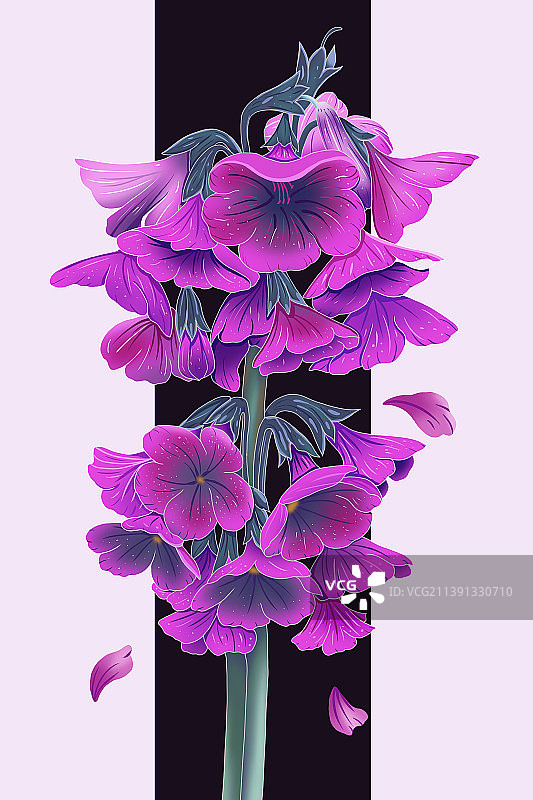 偏花报春花卉插画图片素材