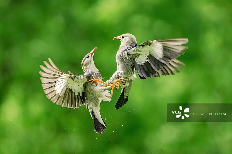 椋鸟争斗图片素材
