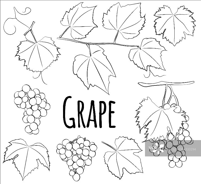 葡萄的徒手铅笔画素描图片素材