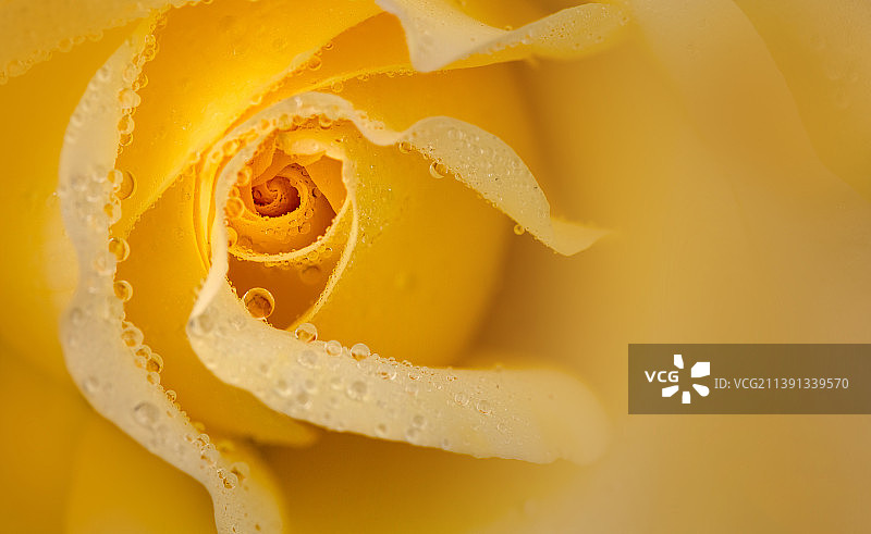 雨后的月季图片素材