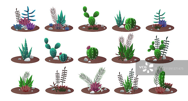 盆栽仙人掌图片素材