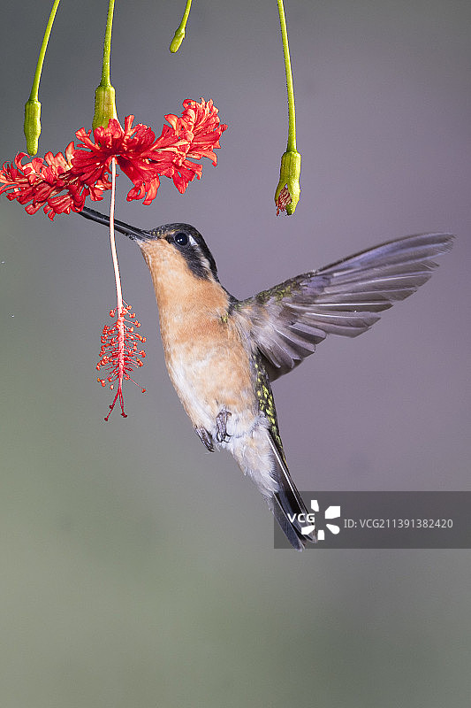 紫喉山宝石蜂鸟雌鸟采食花蜜图片素材