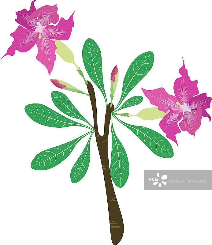 粉色沙漠玫瑰或紫葳花图片素材