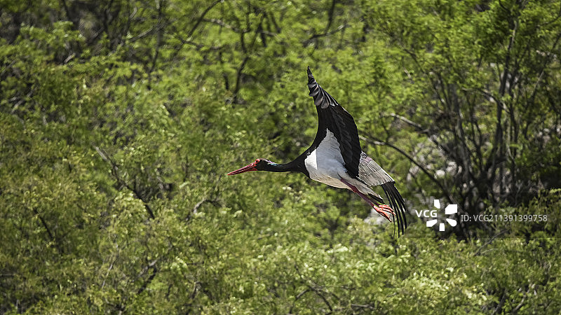 国家一级保护动物黑鹳图片素材