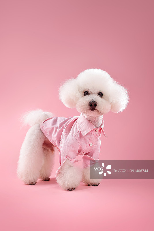 纯色背景下的比熊犬图片素材