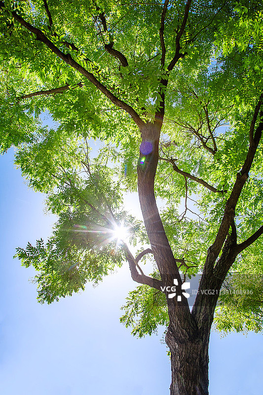 阳光穿过枝繁叶茂的大树图片素材