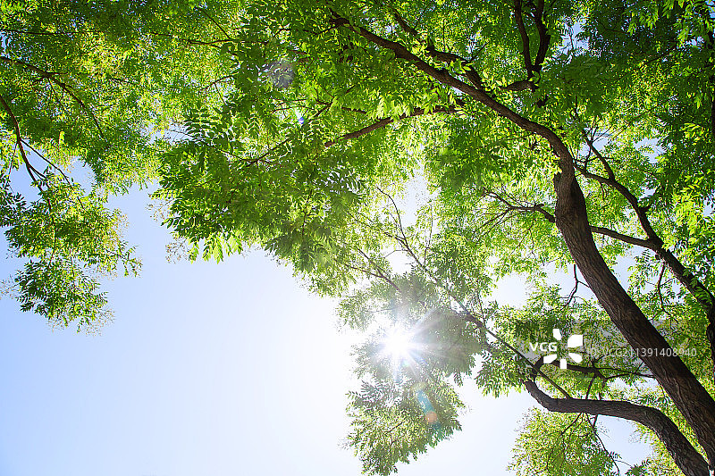 阳光穿过枝繁叶茂的大树图片素材