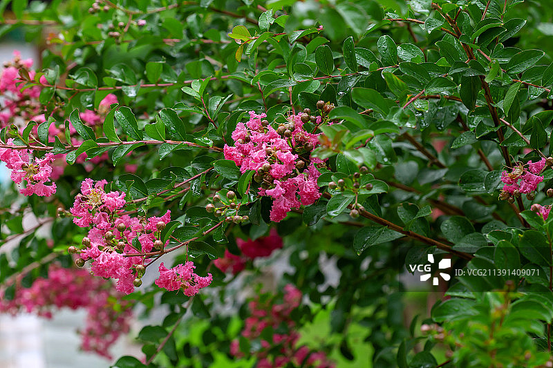 雨中清新的紫薇花图片素材