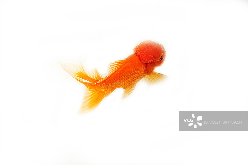 白色背景下的一条红帽金鱼图片素材