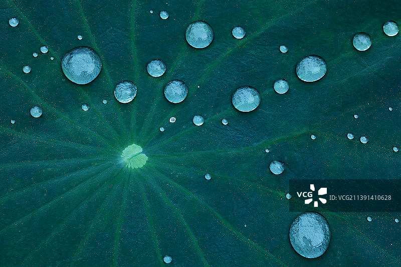 夏天,荷叶上的水滴,自然美图片素材