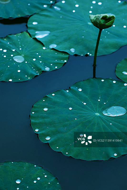 夏天,荷叶上的水滴,自然美图片素材