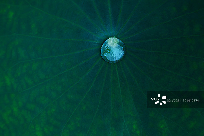 一滴水滴落于荷叶中央,极简美图片素材