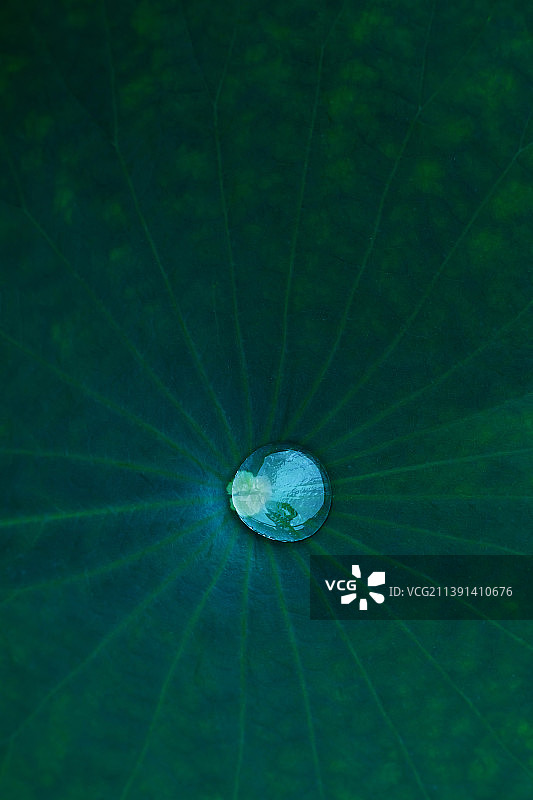 一滴水滴落于荷叶中央,极简美图片素材