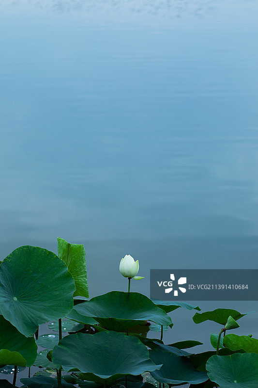 一朵白色荷花花苞立于池塘中图片素材