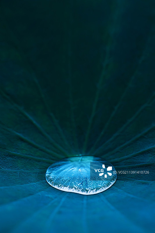 荷叶中央的一滴水滴特写图片素材