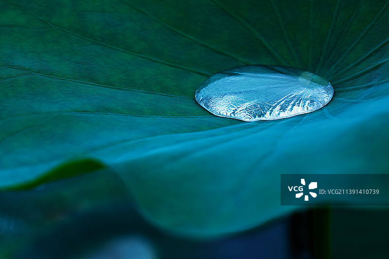 荷叶中央的一滴水滴特写图片素材