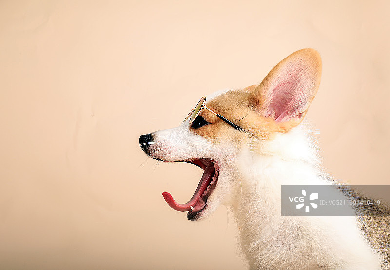 威尔士柯基犬幼犬图片素材