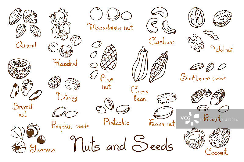 剪贴画手绘坚果和核桃图片素材