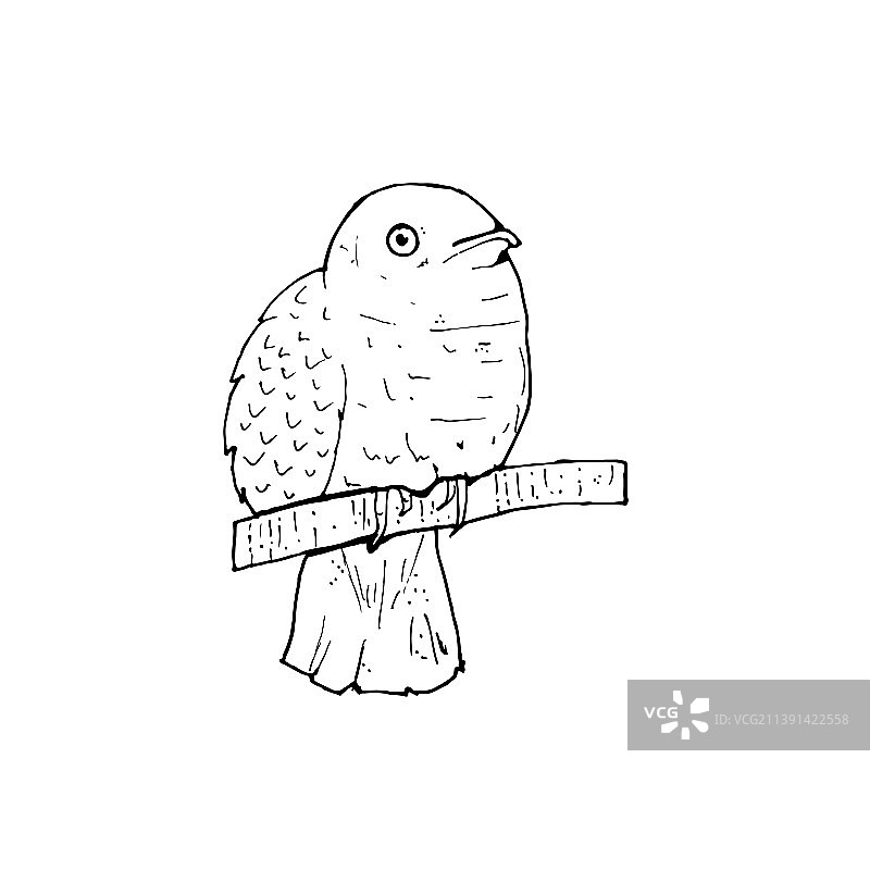 黑白布谷鸟图片图片素材