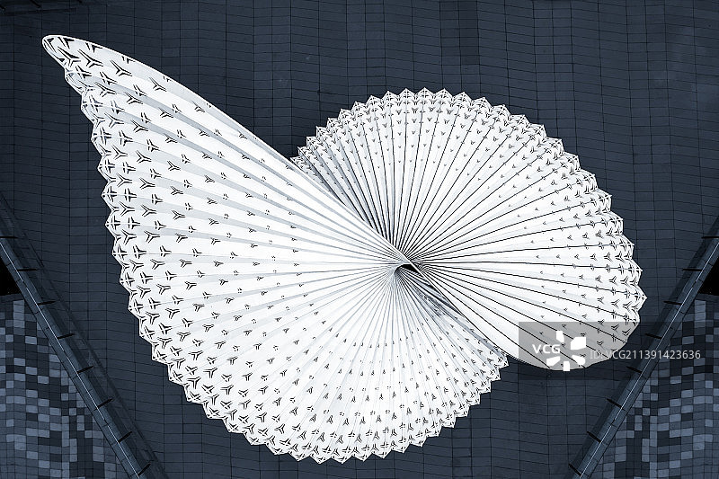 重庆光环鹦鹉螺图片素材