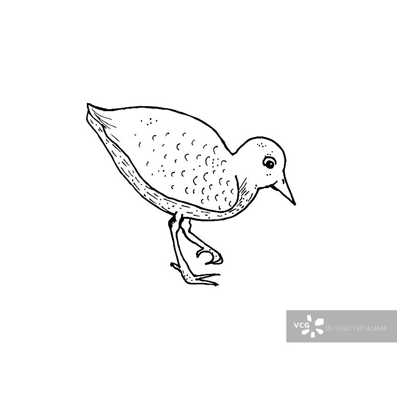 黑白背景的针尾鹬鸟图像图片素材