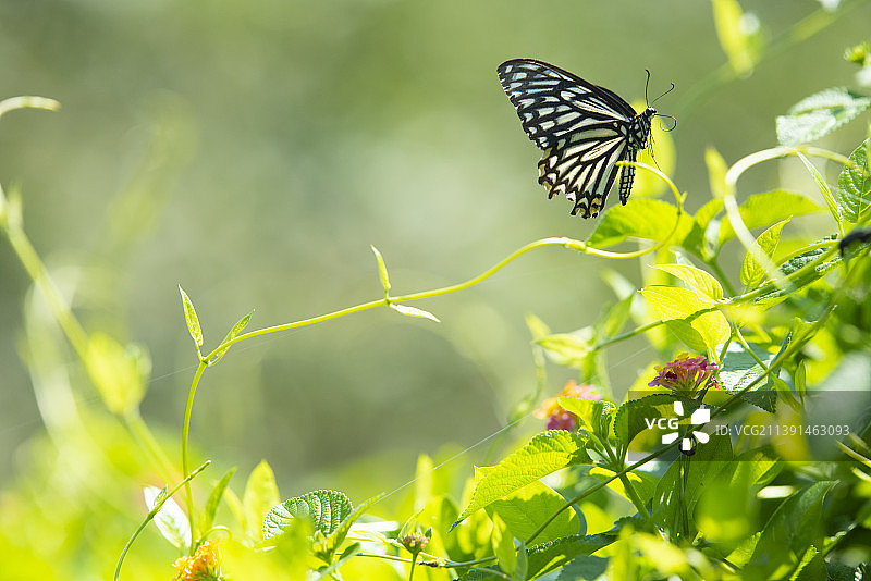 黑脉蛱蝶图片素材