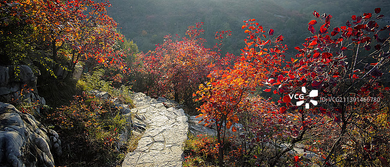 河南郑州巩义竹林长寿山红叶  秋天 红叶 红色图片素材
