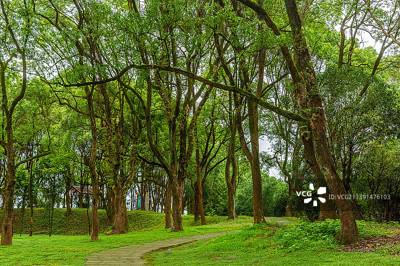 宁静的树林图片素材