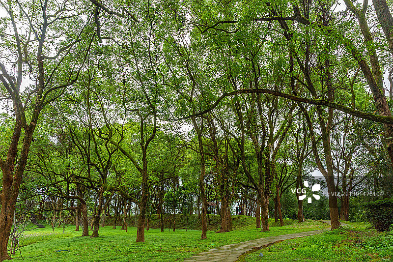 宁静的树林图片素材