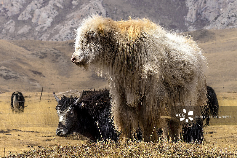 牦牛图片素材