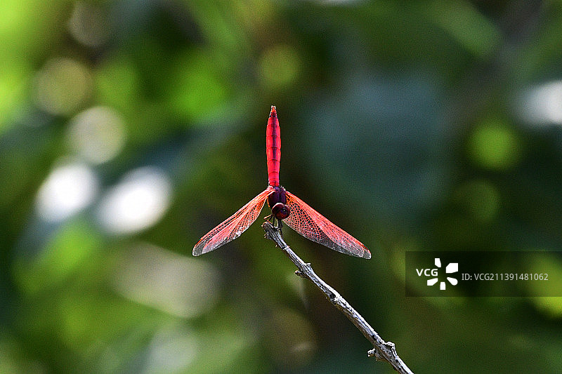 夏日的红三角图片素材